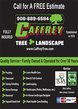 Cafferty Tree and Landscape